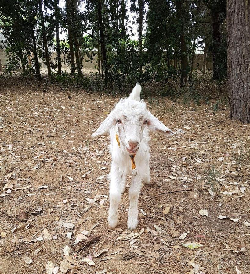 Tenuta Guarascio Cavallino Zewnętrze zdjęcie